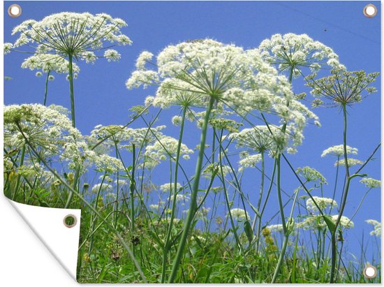 Tuinposter 40x30 cm - Tuindecoratie Berenklauwen onder een blauwe lucht - Poster voor in de tuin - Buiten decoratie - Schutting tuinschilderij - Tuindoek muurdecoratie - Wanddecoratie balkondoek