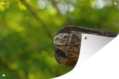 Brahmin Tawny Owl en tronc d'arbre creux affiche de jardin toile en vrac 90x60 cm - toile de jardin / toile d'extérieur / Peintures pour l'extérieur (décoration de jardin)