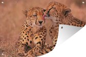 Tuindecoratie Baby cheeta's - 60x40 cm - Tuinposter - Tuindoek - Buitenposter