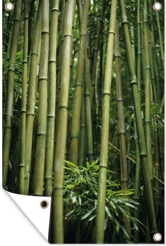 Muurdecoratie Bamboestelen - 120x180 cm - Tuinposter - Tuindoek - Buitenposter