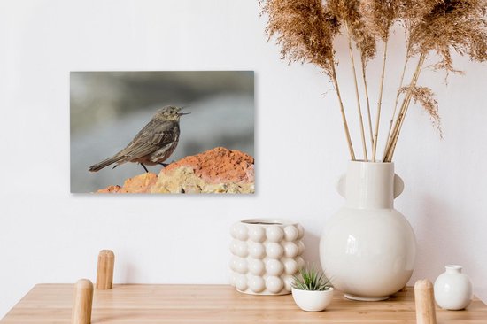 A chantant Pipit Toile 30x20 cm - petit - Tirage photo sur toile (Décoration murale salon / chambre)