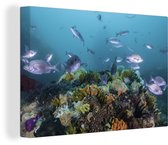 Récif de corail dans un océan clair Toile 30x20 cm - petit - Tirage photo sur toile (Décoration murale salon / chambre)