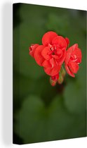 Canvas Schilderij Bloeiende rode geranium bloem - 20x30 cm - Wanddecoratie