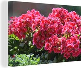 Canvas Schilderij Rode geranium bloemen in een tuin - 30x20 cm - Wanddecoratie