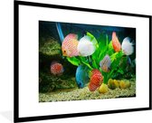 Photo en cadre - Cadre photo Pêche dans un aquarium noir avec passe-partout blanc grand 90x60 cm - Affiche sous cadre (Décoration murale salon / chambre)