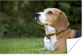 Beagle die op het groene gras ligt Poster 120x80 cm - Foto print op Poster (wanddecoratie woonkamer / slaapkamer) / Huisdieren Poster