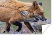 Rode vos met jong poster papier 120x80 cm - Foto print op Poster (wanddecoratie woonkamer / slaapkamer) / Wilde dieren Poster