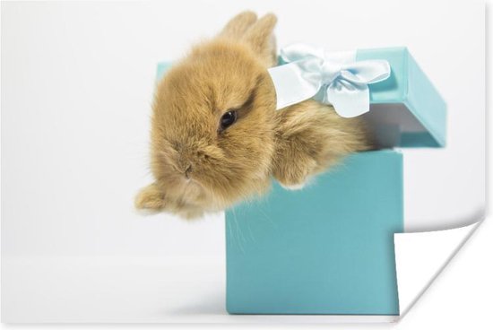 Baby konijn in een kleine geschenkdoos poster papier 180x120 cm - Foto print op Poster (wanddecoratie woonkamer / slaapkamer) / Huisdieren Poster XXL / Groot formaat!