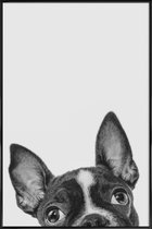 JUNIQE - Poster in kunststof lijst French Bulldog II -30x45 /Grijs &