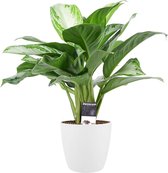 Mama's Planten -   Aglaonema Silver Bay Met Elho Brussels White - Vers Van De Kweker - ↨ 50cm - ⌀ 17cm