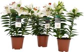 Mama's Planten - Lelie - Souvenir White - 3 Stuks - Bloeiende Kamerplant - Geeft Sfeer En Zuurstof - ↨ 35cm - ⌀ 13cm