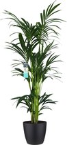 Decorum XL Kentia Palm in ELHO Brussels pot (zwart) – ↨ 160cm – ⌀ 25cm