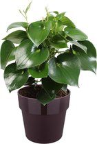 FloraExpert - Ficus - 65 Cm - Ø 30