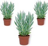 WL Plants - 3x Senecio Curio Mount Everest - Vetplant - Zeer Gemakkelijk Te Verzorgen - ± 25cm hoog - 12cm diameter - In Kweekpot