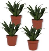 Set van 4 Kamerplanten - Draceana Compacta - ± 25cm hoog - 12cm diameter