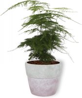 Kamerplant Asparagus Plumosus – Aspergeplant - ± 25cm hoog – 12 cm diameter - in lila betonnen pot