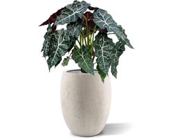 Alocasia kunstplant 75cm