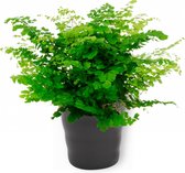 Kamerplant Adianthum Fritz Luthi – Venushaar - ± 20cm hoog – 12 cm diameter - in zwarte pot