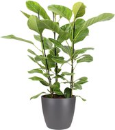 Ficus Altissima In ELHO Sierpot (antraciet) - Vers Van De Kweker - ↨ 105cm - ⌀ 27cm - [Mama's Planten]