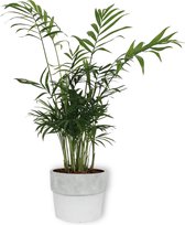 Kamerplant Chamaedorea – Mexicaanse Dwergpalm - ± 30cm hoog – 12 cm diameter - in betonnen witte pot