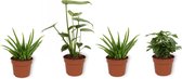 Set van 4 Kamerplanten - 2x Aloë Vera & 1x Coffea Arabica & 1x Monstera Deliciosa - ± 25cm hoog - 12cm diameter