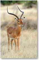 Impala Antilope op de Savanne - 1000 Stukjes puzzel voor volwassenen - Dieren - Natuur