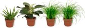 Set van 4 Kamerplanten - 2x Cyperus Zumula & 1x Aloe Vera & 1x Philodendron White Wave - ± 25cm hoog - 12cm diameter