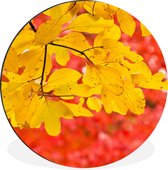 WallCircle - Wandcirkel - Muurcirkel - Helder gele bladeren van sassafras boom in de herfst - Aluminium - Dibond - ⌀ 60 cm - Binnen en Buiten