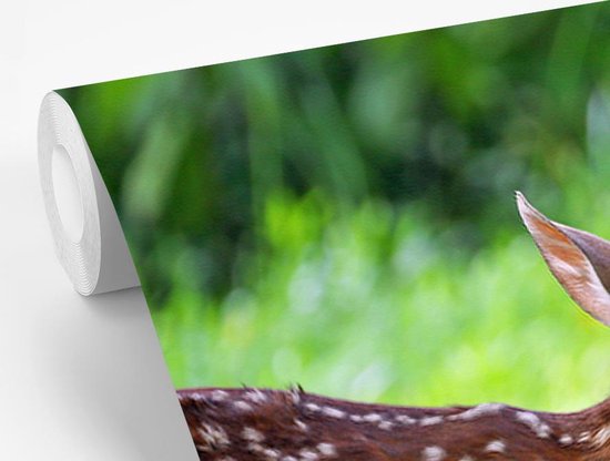 Papier peint photo peint vinyle - Jeune cerf traverse l'herbe largeur 450 cm x hauteur 300 cm - Tirage photo sur papier peint (disponible en 7 tailles)