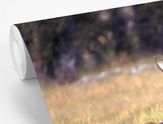 Papier peint photo peint vinyle - Elk avec son petit dans l'eau largeur 390 cm x hauteur 260 cm - Tirage photo sur papier peint (disponible en 7 tailles)