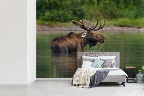 Papier peint photo peint photo vinyle - Orignal dans l'eau largeur 330 cm x hauteur 240 cm - Tirage photo sur papier peint (disponible en 7 tailles)