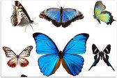 Poster – Vlinders op Witte Achtergrond - 90x60cm Foto op Posterpapier