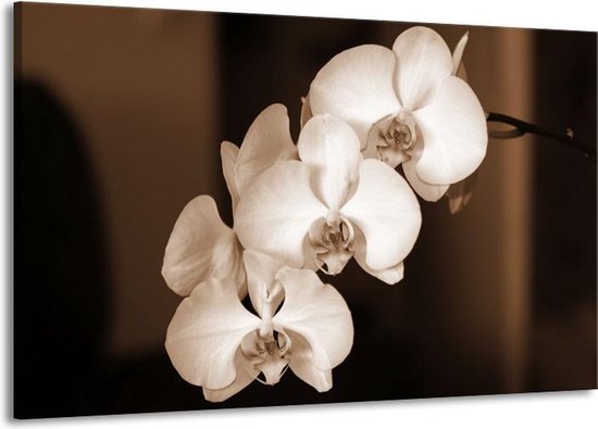 Canvas schilderij Orchidee | Sepia, Bruin | | F001880