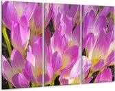 GroepArt - Schilderij -  Bloem - Paars, Wit, Geel - 120x80cm 3Luik - 6000+ Schilderijen 0p Canvas Art Collectie