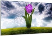 Peinture sur verre tulipe | Gris, violet | 120x70cm 1Hatch | Tirage photo sur verre |  F005883
