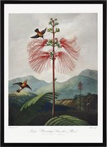 Art Print Thornton - The Temple of Flora - Poster Bloeiende Plant met Vogels - Vintage Botanisch