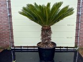 Cycas revoluta stamhoogte 40-50 cm