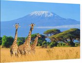 Giraffen in de wildernis - Foto op Canvas - 60 x 40 cm