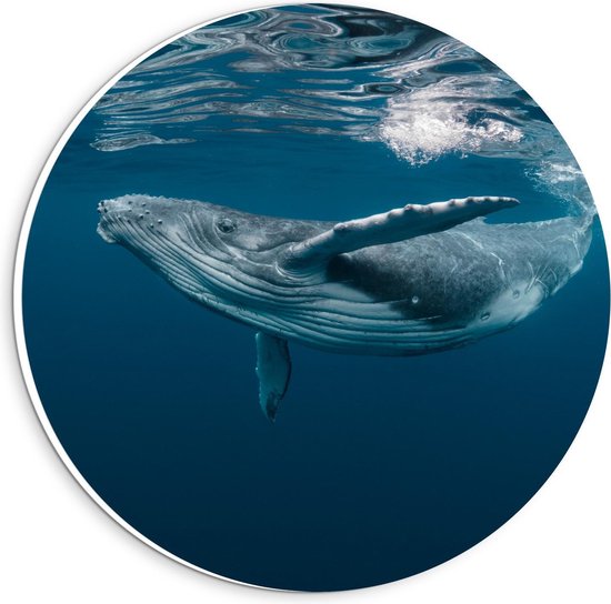 KuijsFotoprint - Schilderij - Bultrug Walvis Aan Het Zwemmen - Wit, Blauw En Grijs - 20 X 20 Cm