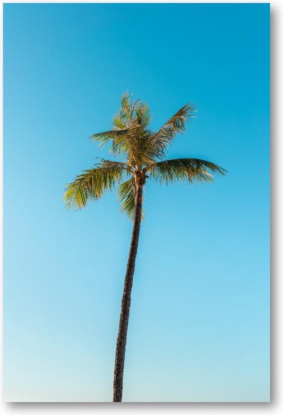 Low angle van een hoge palmboom onder een heldere hemel - 60x90 Forex Staand - Minimalist - Landschap - Natuur