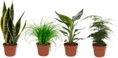 Set van 4 Kamerplanten - Asparagus Plumosus & Cyperus Zumula & Sansevieria Superba & Strelitzia Reginae - ± 25cm hoog - 12cm diameter