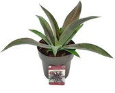 Mangave Mission to Mars - Kamerplant - 15cm