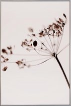 JUNIQE - Poster met kunststof lijst Dried Flowers Anetum 1 -40x60