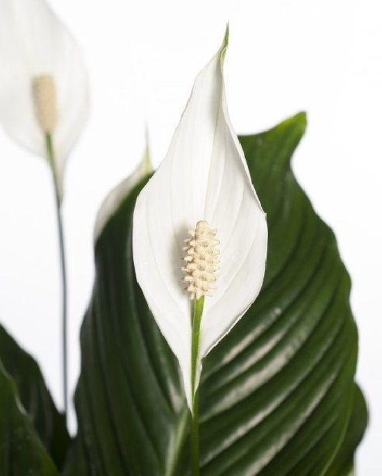 Spathiphyllum (lepelplant): kopen en verzorging - Goede Groei