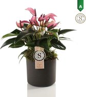 Anthurium Zizou - Kamerplant - Kamerplant - Met Bari Keramiek Bloempot Grey - 40cm