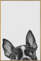JUNIQE - Poster met kunststof lijst French Bulldog II -20x30 /Grijs &