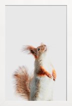 JUNIQE - Poster met houten lijst Red Squirrel II -13x18 /Grijs &