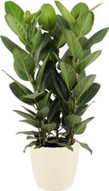 Ficus Audrey in ELHO sierpot (soap) ↨ 75cm - hoge kwaliteit planten