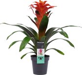 Decorum Guzmania Tutti Frutti ↨ 40cm - planten - binnenplanten - buitenplanten - tuinplanten - potplanten - hangplanten - plantenbak - bomen - plantenspuit