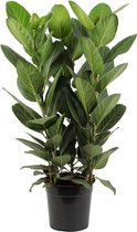 Ficus Audrey ↨ 75cm - hoge kwaliteit planten